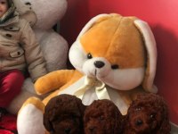 Kaniş scli toy podlee başka yerde yok