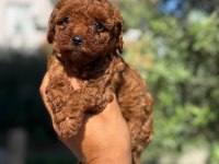 Büyümeyen korsa POODLE bebeklerimiz