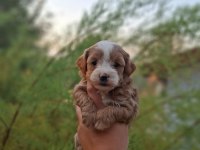 F1 0 NUMARA MALTİPOO YAVRULARIM GELDİ