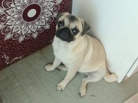 Pink taşıyıcı SSS KALİTE DİŞİ ERKEK MEVCUT PUG