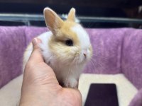CÜCE NETHERLAND DWARF TAVŞAN