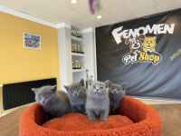SHOW KALİTE BRITISH SHORTHAIR YAVRULR ANKARA MAĞAZA