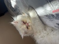 İRAN KEDİSİ
