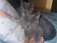4 Aylık Sevimli Oyuncu British Shorthair Yavrular