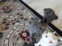 BAKMADAN GEÇMEYİN HER RENK KEDİLER İÇİN