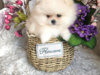 Pomeranian boo