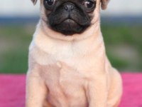 Pug Mops Bebekler 2 - 2.5 Aylık ev üretimi