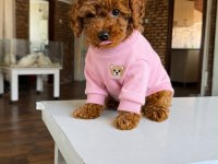Orjinal Toy Poodle Yavrularım