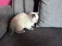 British shorthair mükemmel tüylere sahip
