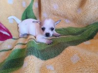 erkek şivava 2.5 aylık chihuahua