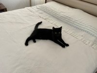 Bombay Kızımız Zeytin