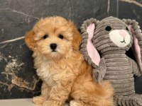 Efsane Maltipoo Yavrular