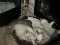 Harika british shorthair yavrularımız yeni yuvasını bekliyor
