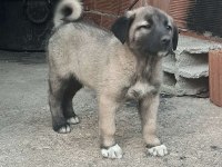 ORJİNAL KANGAL YAVRU