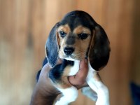 Beagle yavrularımız mükemmel bebekler