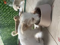 Terierkır ası köpeklerimi sahiplendiriyorum ücretsiz