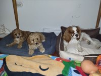 antialerjenik tüy dökmeyen cavapoo kızı