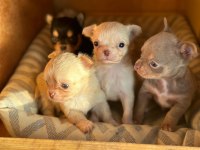 Chihuahua köpekler