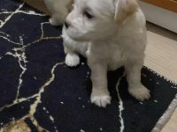 Kendi beslediğim köpeğimin yavruları üretici değilim