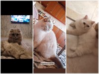 ACİL SAFKAN IRK GARANTİLİ BRİTİSH LONGHAİR KEDİLER