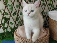 Safkan gerçek british shorthair bebekler