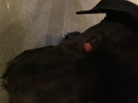 4 AYLIK CANE CORSO