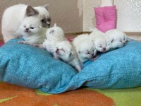 A KALİTE BRİTİSH SHORTHAİR BEBEKLER