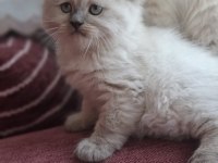 Safkan Himalayan Sağlıklı Yavru