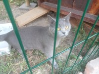 British shorthair kediler