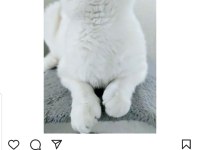 Scottish fold 2 yaşında
