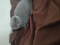Scottish Fold Erkek yavru