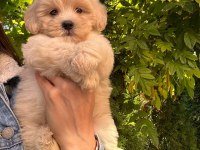 Maltipoo yavrularımız