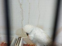 Show jumbo muhabbet kuşları
