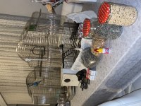 Lilian s Lovebird