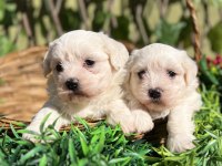 Kar Beyaz Maltese Terrier Yavrular