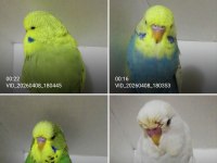 Show Jumbo Muhabbet Kuşu Yavrular