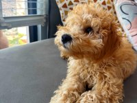 Altın tüylü 3 aylık toy poodle yavru