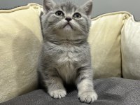 TABBY BRİTİSH SHORTHAİR