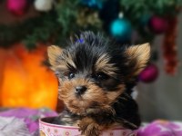 Şecereli Teacup Yorkshire Terrier Yavrular