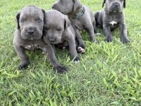 Cane corso bebekler
