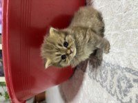 Tatlı kedimiz 25 günlük british longhair dişi