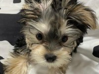 Ailenize neşe katacak mini yorkshire terrier dostlar