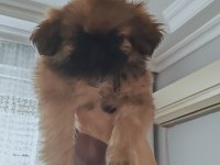 Antalya Pekinez Cinsi Köpekler