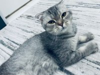 5 Aylık erken sahiplendirmek istiyoruz