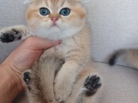 İnsan canlısı sosyal Scottish fold