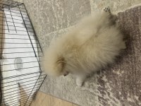 İki aylık yavru pomeranian
