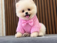 Show Kalite Pomeranian Boo Yavrular
