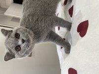 4 aylık kedimize yeni yuvamızı arıyoruz