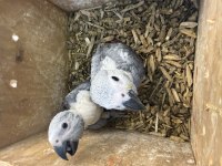 Evlat Arayanlara El Besleme Bebek Jakolar