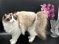 Arina s Ragnia nin Şecereli Şampiyon Ragdoll Bebekleri